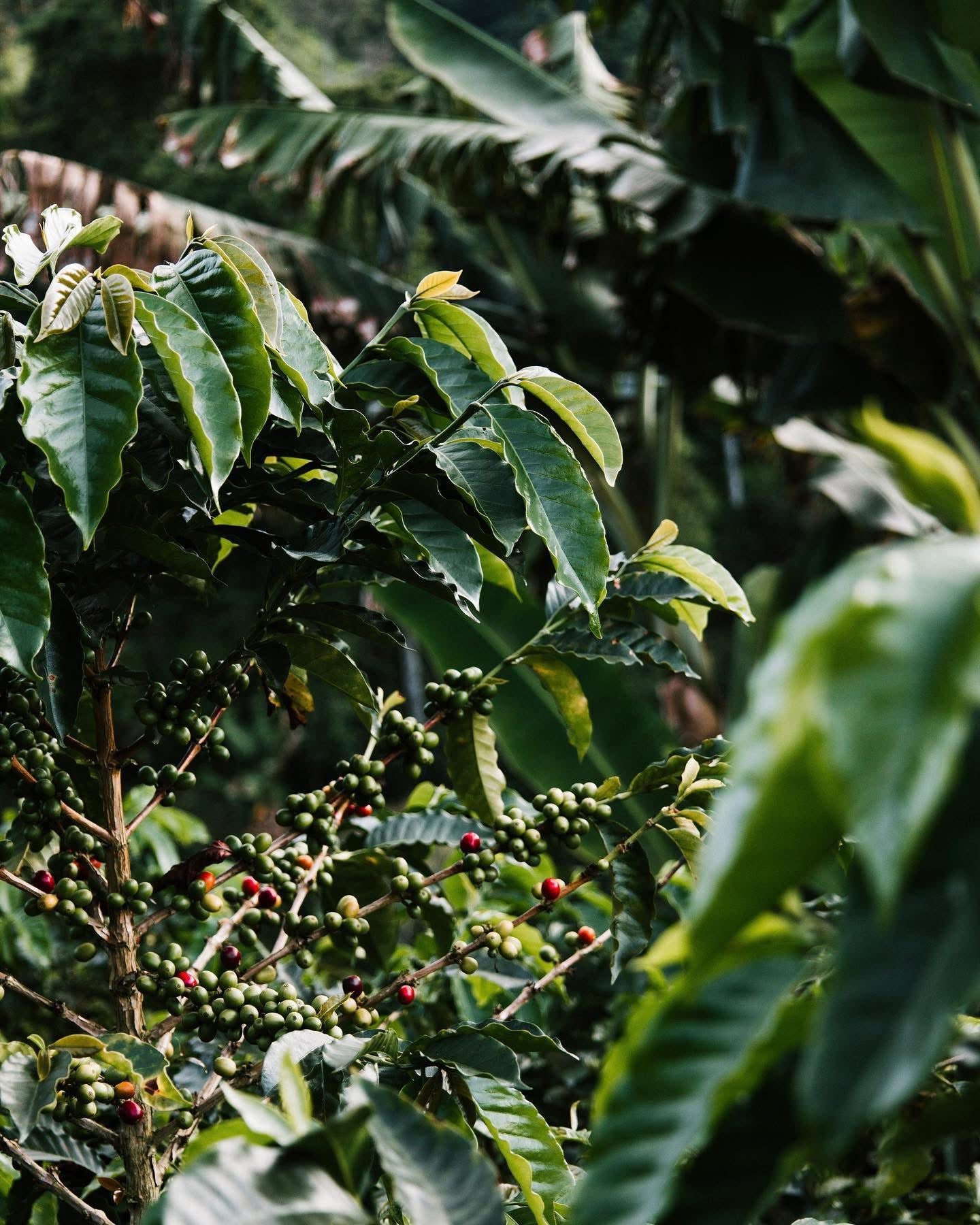Coffee cherries ripening on the vine at La Esperanza farm
